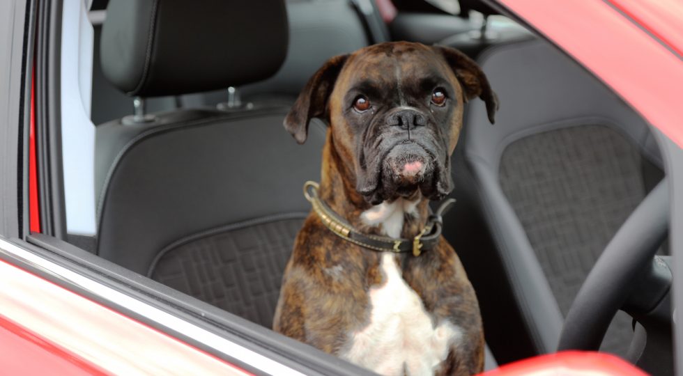 ¿Crees que un perro sería capaz de aparcar un Opel Corsa?