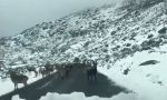 El peligro añadido de la nieve: animales salvajes en la carretera