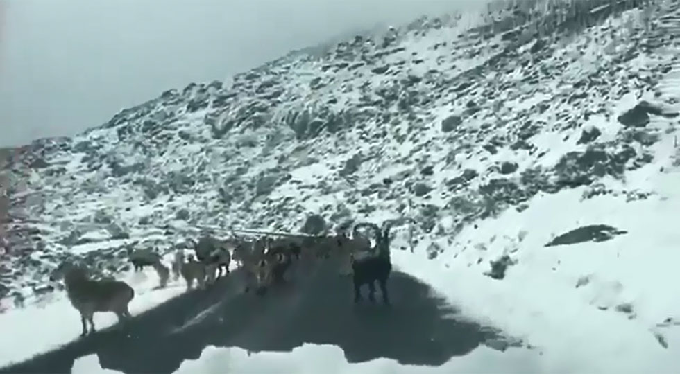 El peligro añadido de la nieve: animales salvajes en la carretera