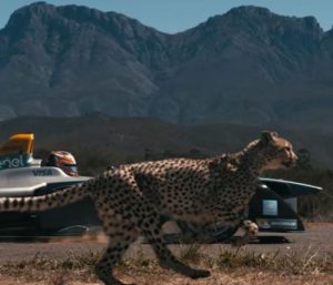 Fórmula E contra guepardo