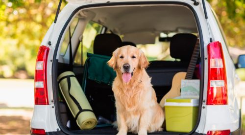 Cómo llevar al perro en el coche para evitar multas