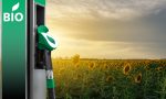 Biocombustibles: qué es el miscanto y para qué se usa en los coches