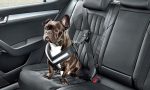 ¿Cómo elegir el cinturón de seguridad para perros más apropiado?
