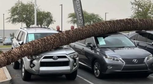 Una palmera se desploma sobre unos coches nuevos en Arizona
