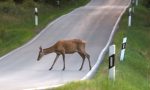 El creciente problema de los animales en la carretera