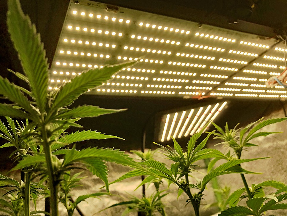 luces cannabis
