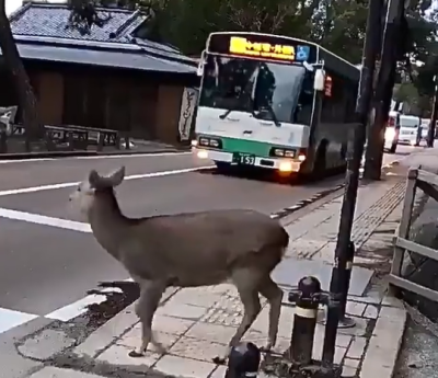 Ciervo en Nara
