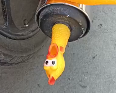 Pollo en el tubo de escape