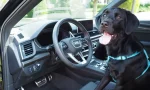 Un conductor ebrio pone a su perro al volante para evitar una multa