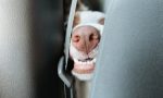 Cinturón de seguridad para perros: así se elige el más adecuado y se evitan multas