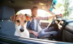 ¿Se puede llevar al perro en el asiento delantero del coche?
