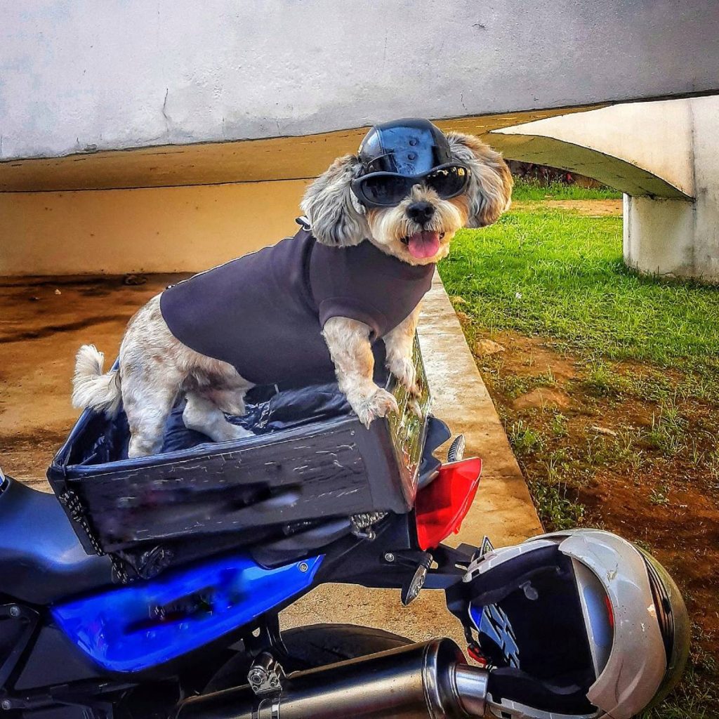 Llevar Un Perro En Moto Legislaci N Sistemas Y Precios