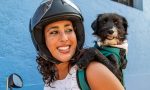Llevar un perro en moto: legislación, sistemas y precios