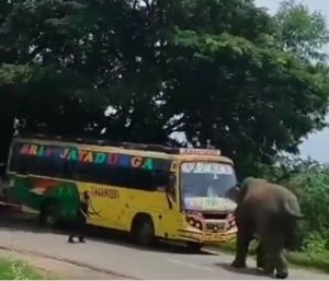 Autobús India elefante