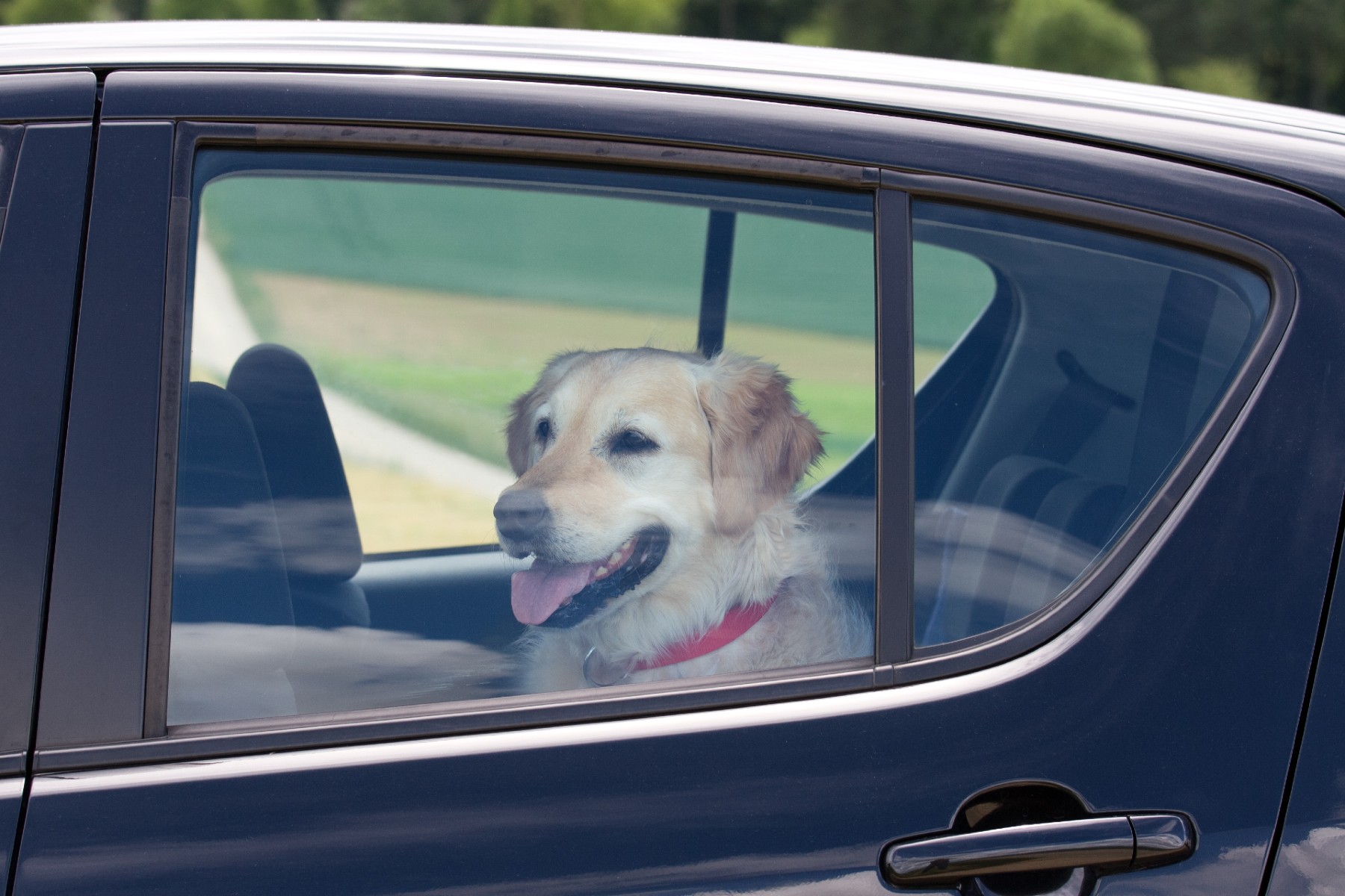 Sin multas por llevar al perro en el coche gracias a Honda