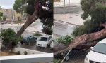 El árbol viral que cae por el viento y destroza un coche: ¿lo cubre el seguro?