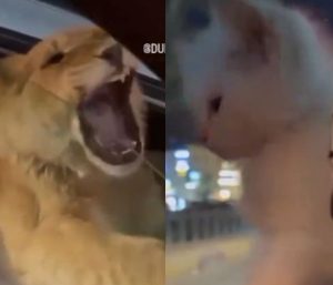 Gato y león en Dubái