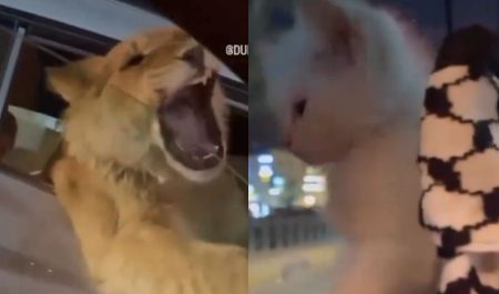 Gato y león en Dubái