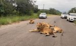 No es una escena de película, pero podría serlo: varios leones forman un atasco en mitad de la carretera