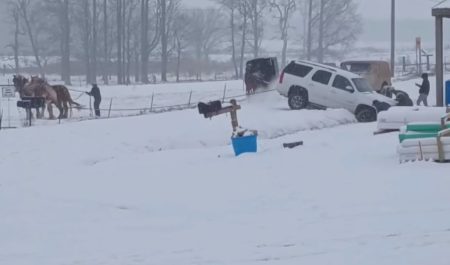 Dos caballos de fuerza intentan sacar un coche que se había quedado estancado en la nieve