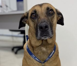 Tucson perro Hyundai