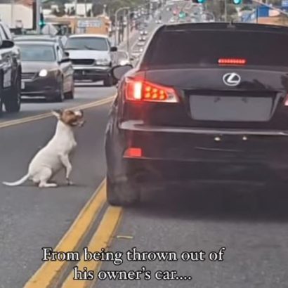 Un perro abandonado persigue el coche de su dueño: no lo alcanza, pero hay final feliz