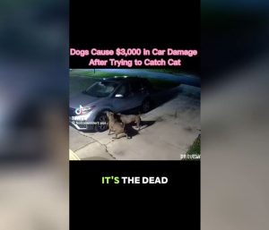 Perros destrozan un coche