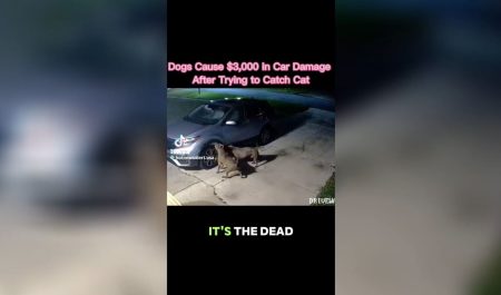 Perros destrozan un coche