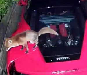 Zorro en Ferrari