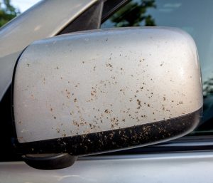 insecto mosquitos coche