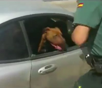 El rescate de un perro encerrado en un coche recuerda el peligro de las altas temperaturas
