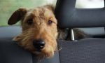 Perfecto para conductores con mascotas: el truco del globo y otras ideas caseras para limpiar la tapicería