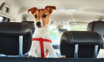 La forma más segura de llevar mascotas en el coche y evitar una multa