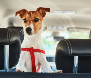 Consejos para saber cómo llevar a las mascotas en el coche