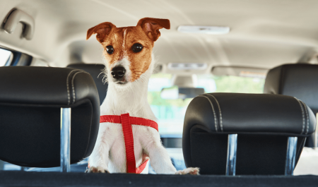 Consejos para saber cómo llevar a las mascotas en el coche
