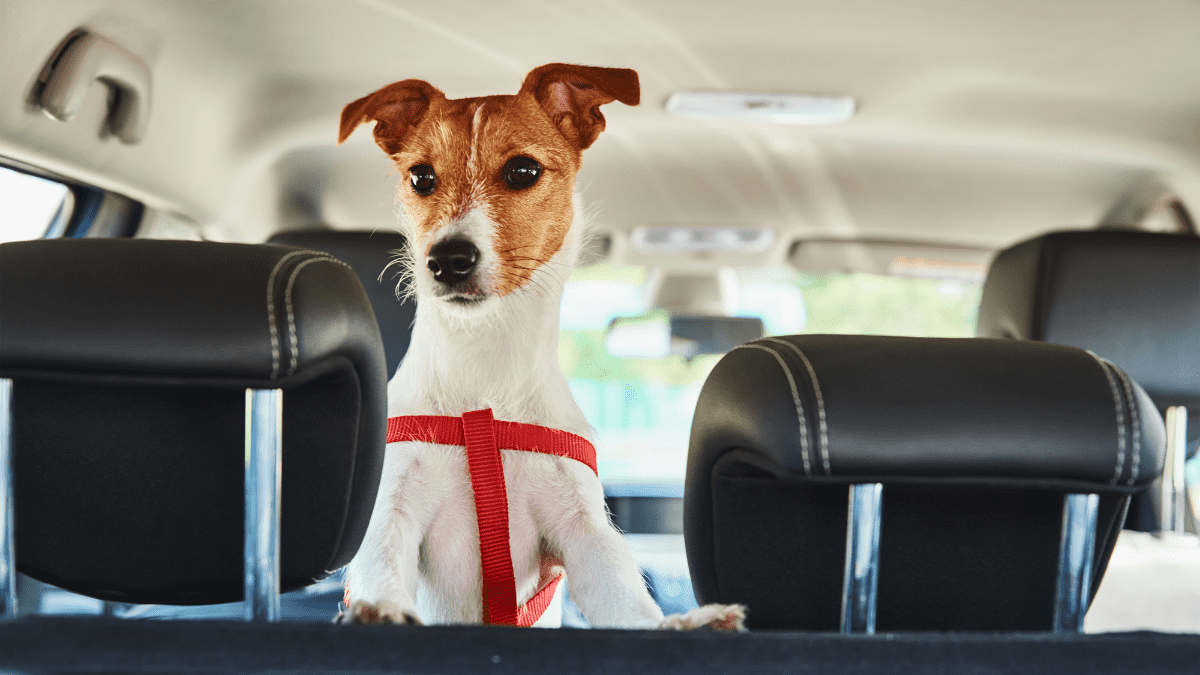 Consejos para saber cómo llevar a las mascotas en el coche