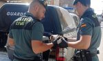 Rescatado un gato que viajó desde Barcelona a Benicarló atrapado en el motor de un coche