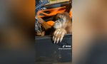 El vídeo que desata risas en TikTok: un orangután se sube a un BMW y posa ante la cámara