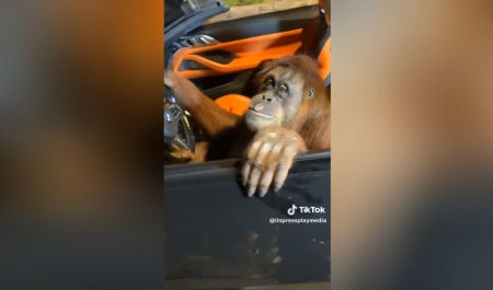 Orangután BMW