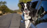 ¿Se puede llevar al perro en el coche si hace calor?: las exigencias de la ley de bienestar animal