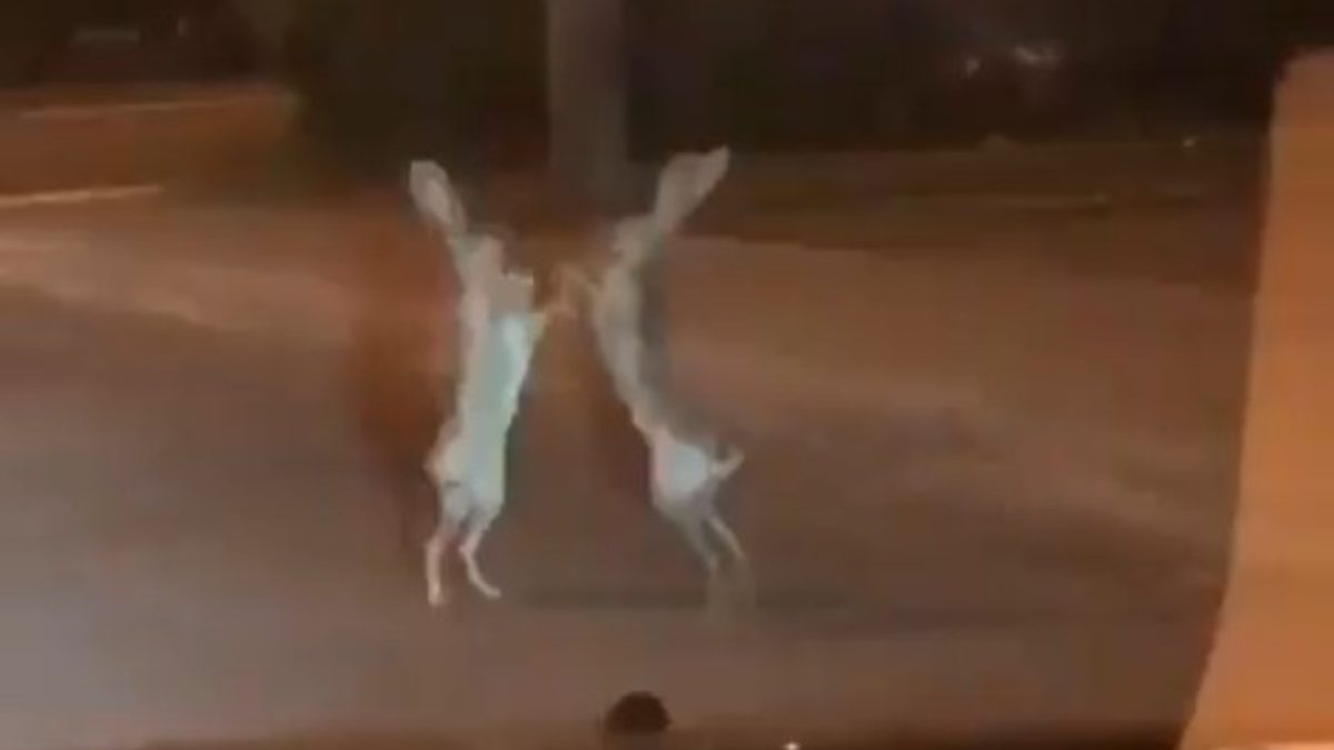 video