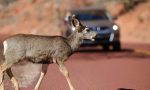 Esto es lo que hay que hacer (y lo que no) al atropellar un animal en la carretera