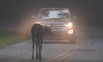 Si atropello a un animal en la carretera, ¿el seguro paga los gastos?