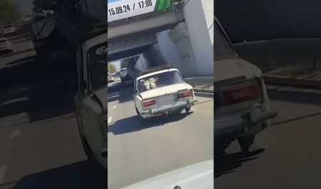 Dos pasajeros inusuales acaparan las miradas de los conductores en una carretera de Kazajistán