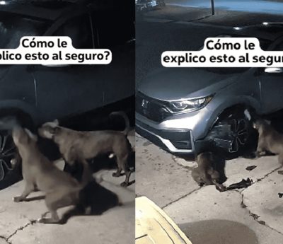 mordidas perros coche neumáticos