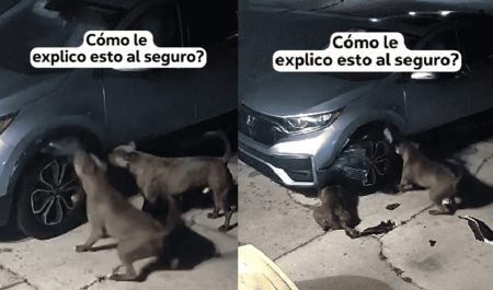 mordidas perros coche neumáticos