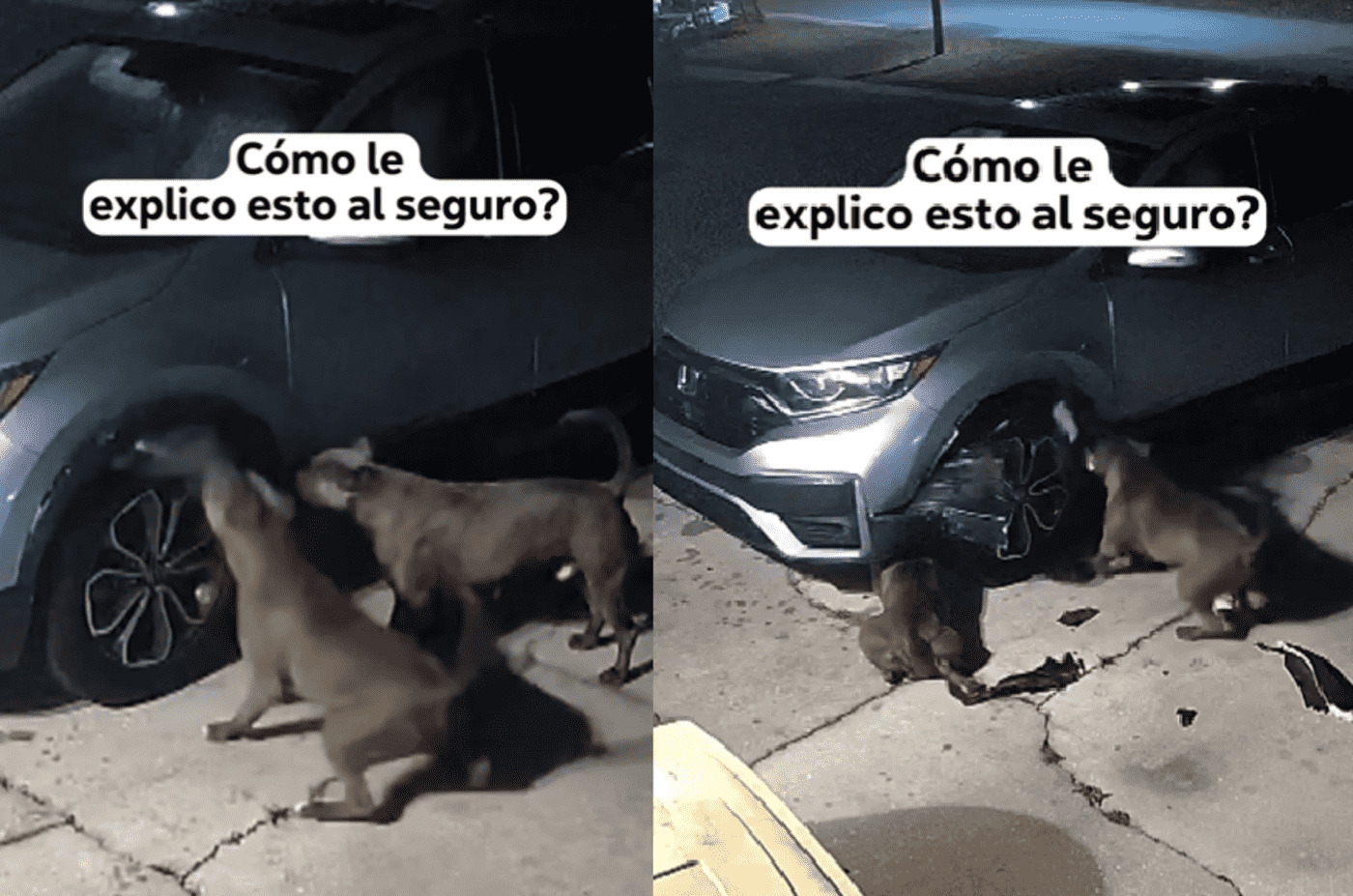 mordidas perros coche neumáticos