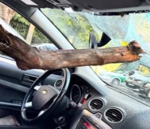 rama parabrisas coche