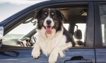 ¿Cuál es el coche ideal para viajar con mascotas?