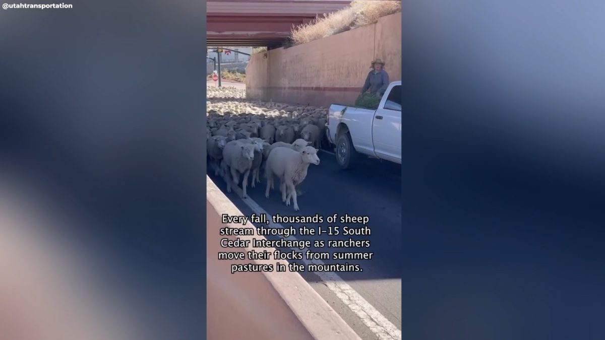 Este 'pick-up' de RAM tiene muchos caballos, pero más ovejas: ayuda a cruzar la carretera a más de 2.000 animales